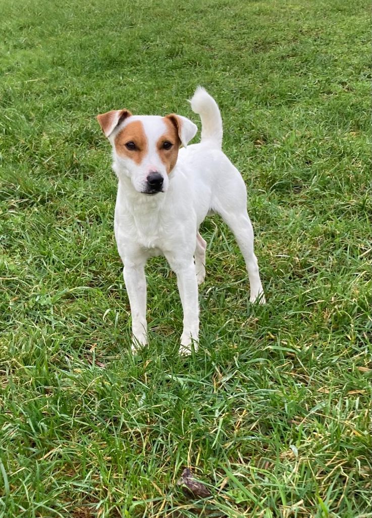 Les Parson Russell Terrier de l'affixe De La Griffe D'Althédo