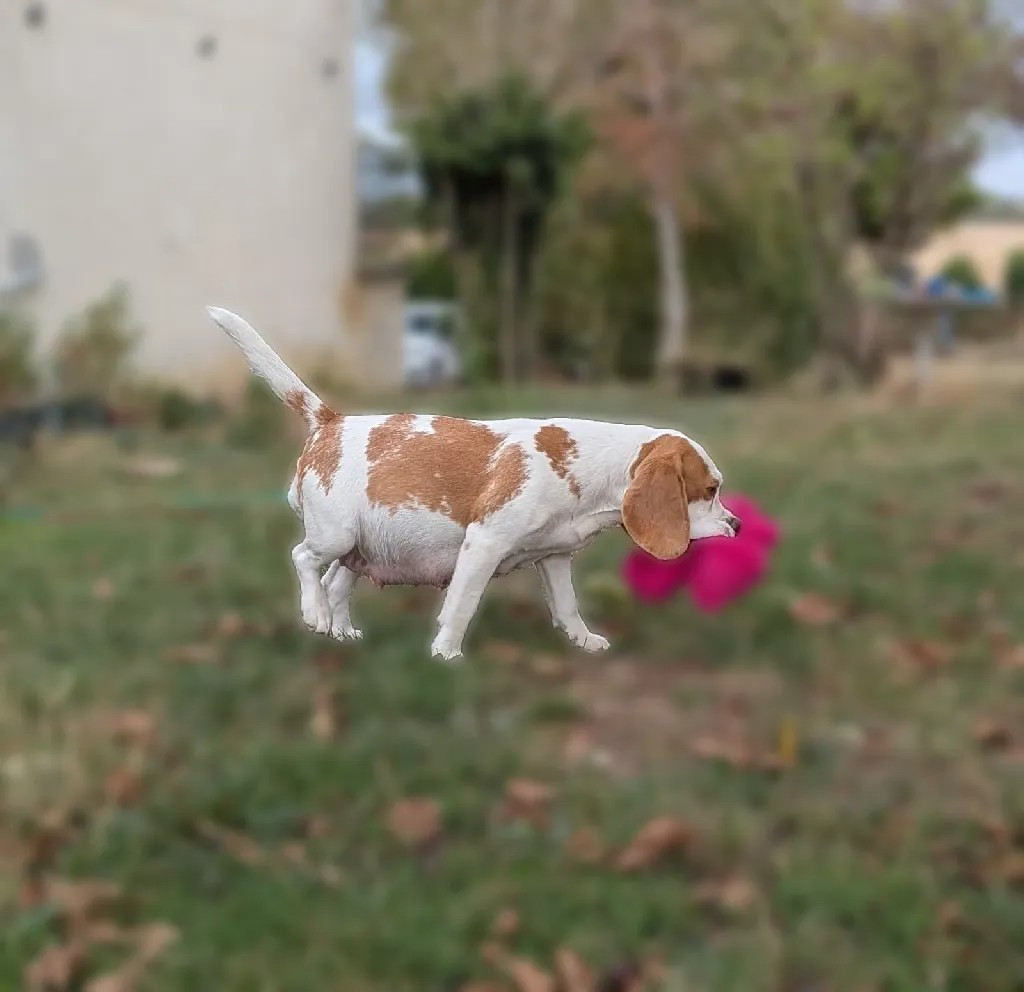 Bientôt une belle portée de beagloux !!