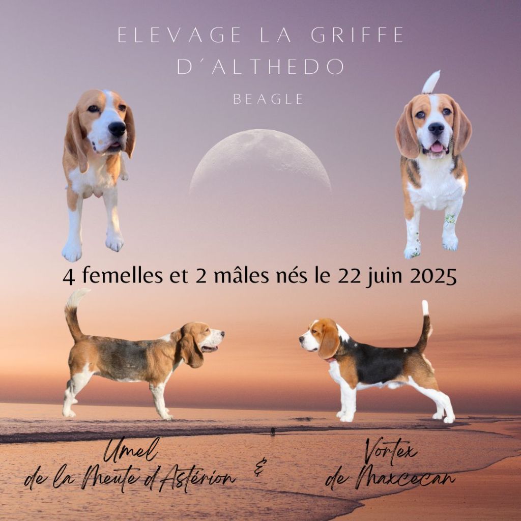 Lignée beauté