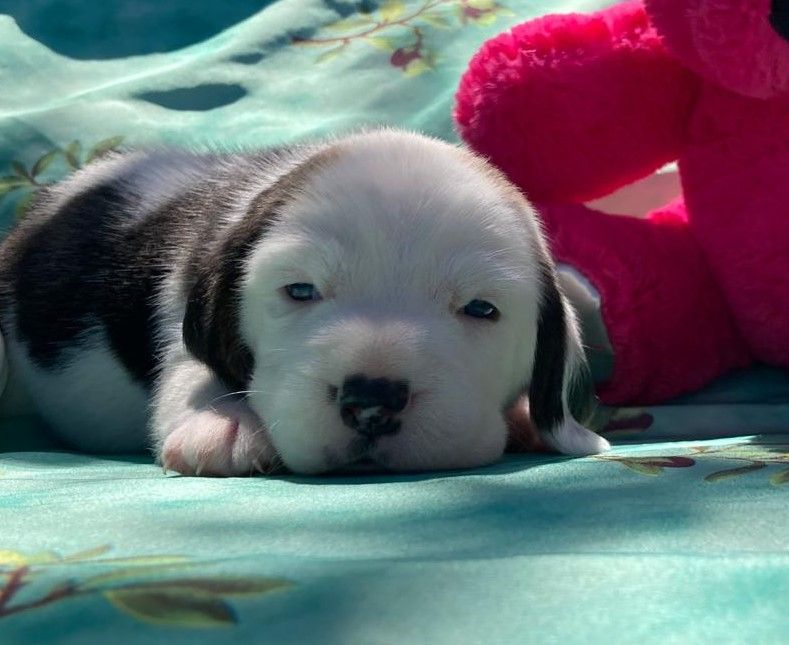 De La Griffe D'Althédo - Chiots disponibles - Beagle
