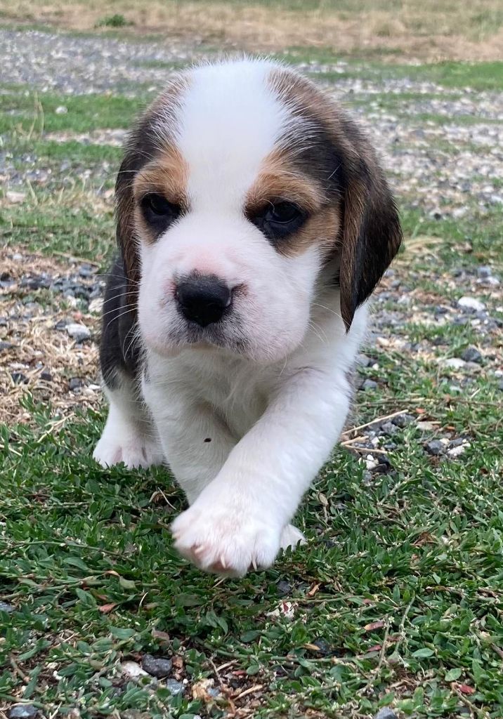 De La Griffe D'Althédo - Chiots disponibles - Beagle