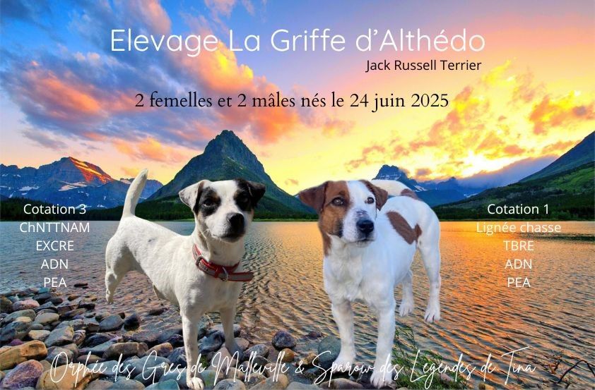 De La Griffe D'Althédo - Jack Russell Terrier - Portée née le 24/06/2025