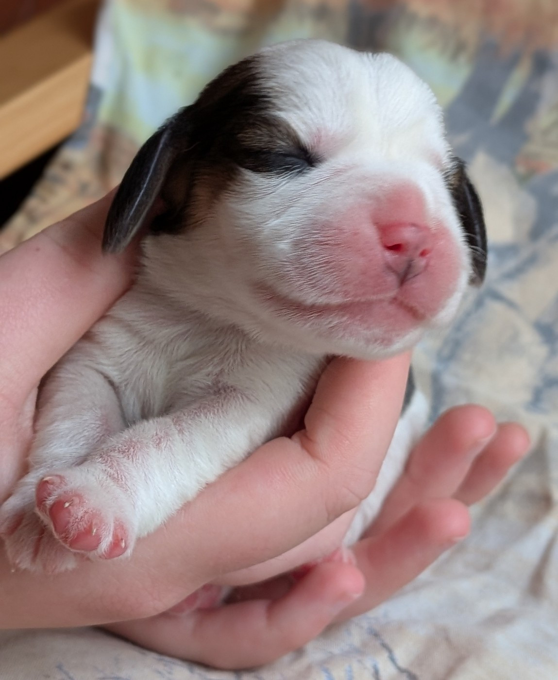 De La Griffe D'Althédo - Chiots disponibles - Beagle