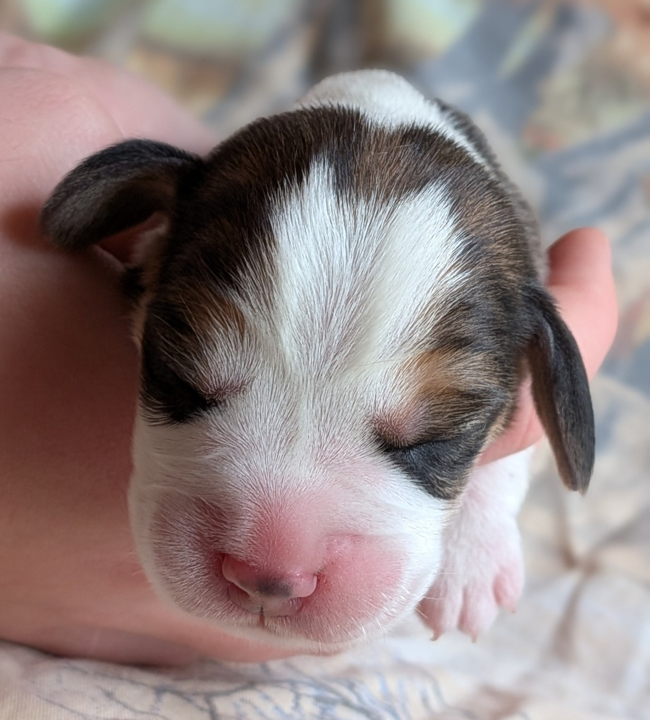 De La Griffe D'Althédo - Chiots disponibles - Beagle