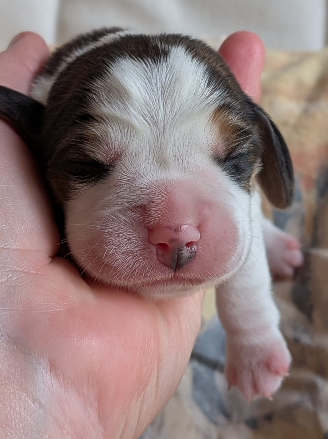 De La Griffe D'Althédo - Chiots disponibles - Beagle