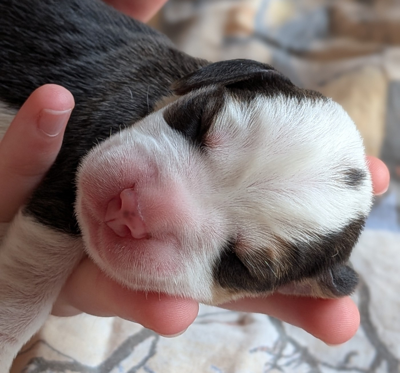 De La Griffe D'Althédo - Chiots disponibles - Beagle