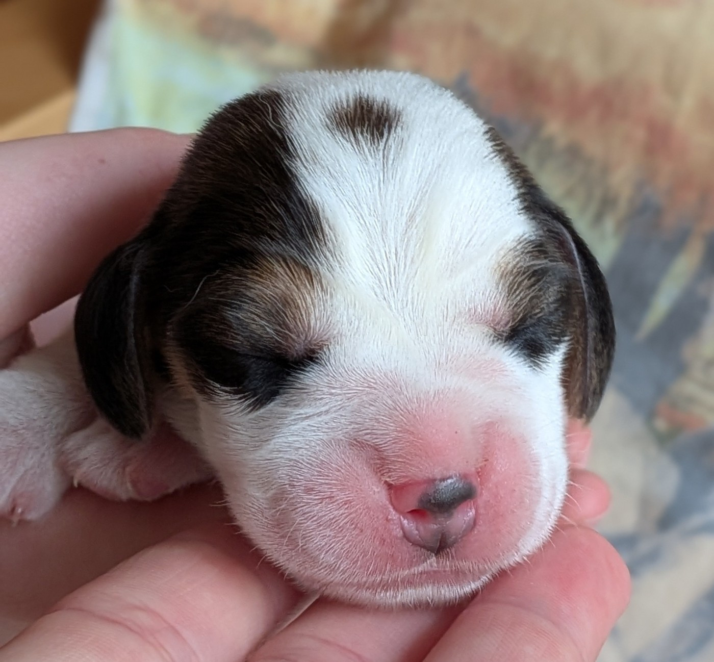 De La Griffe D'Althédo - Chiots disponibles - Beagle