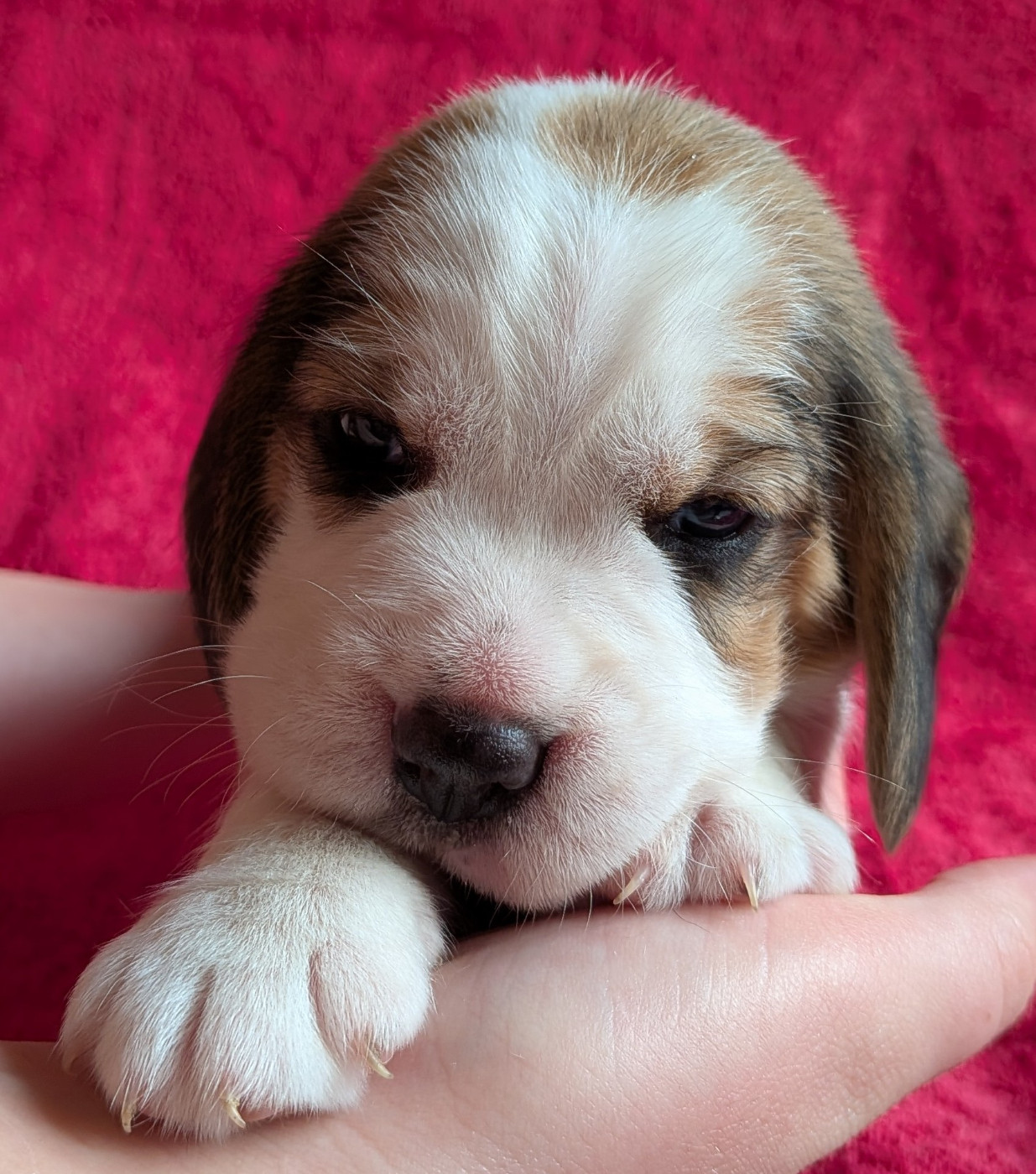 De La Griffe D'Althédo - Chiots disponibles - Beagle
