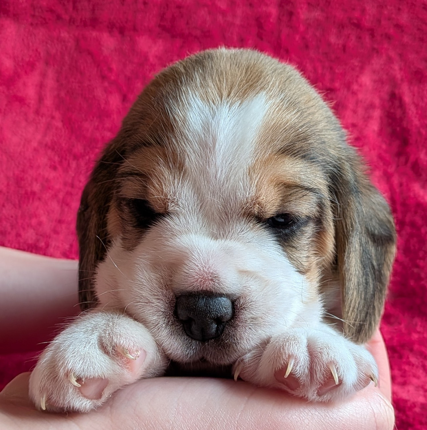 De La Griffe D'Althédo - Chiots disponibles - Beagle