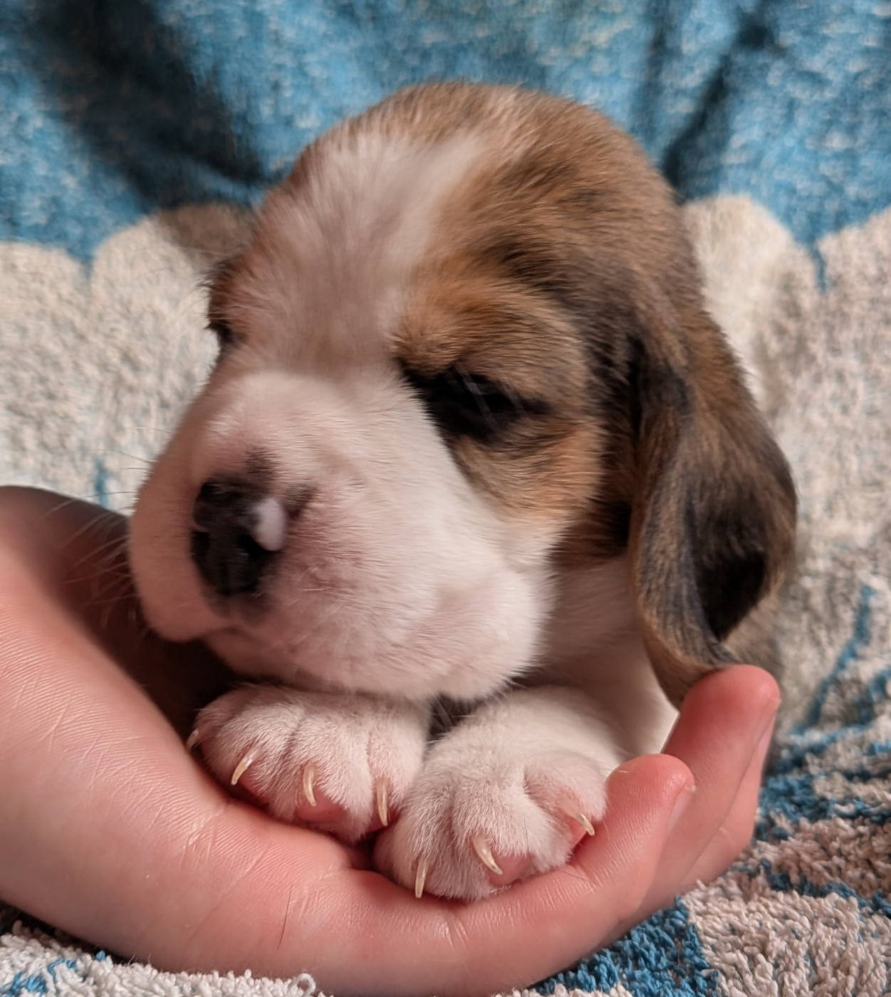 De La Griffe D'Althédo - Chiots disponibles - Beagle