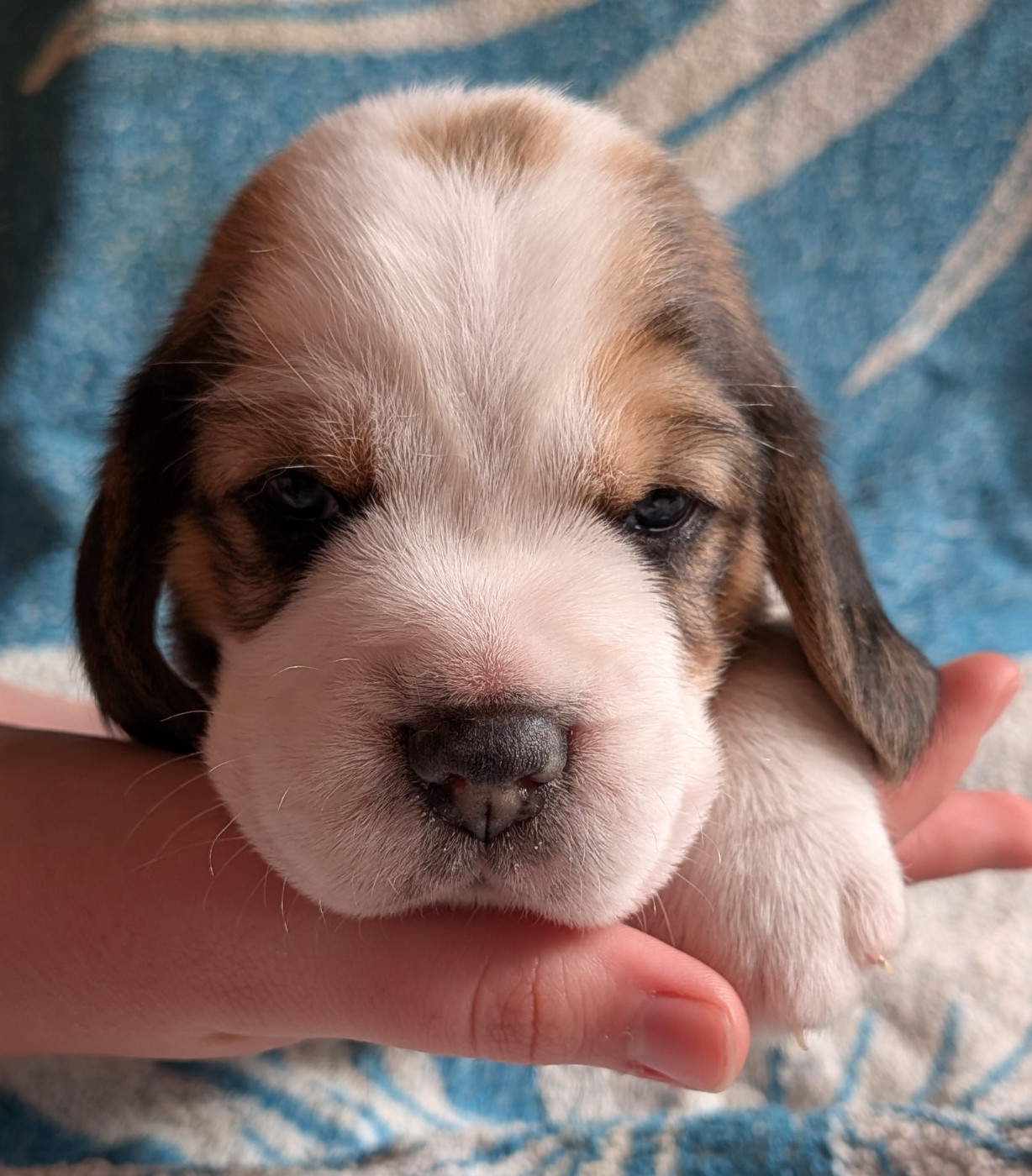 De La Griffe D'Althédo - Chiots disponibles - Beagle