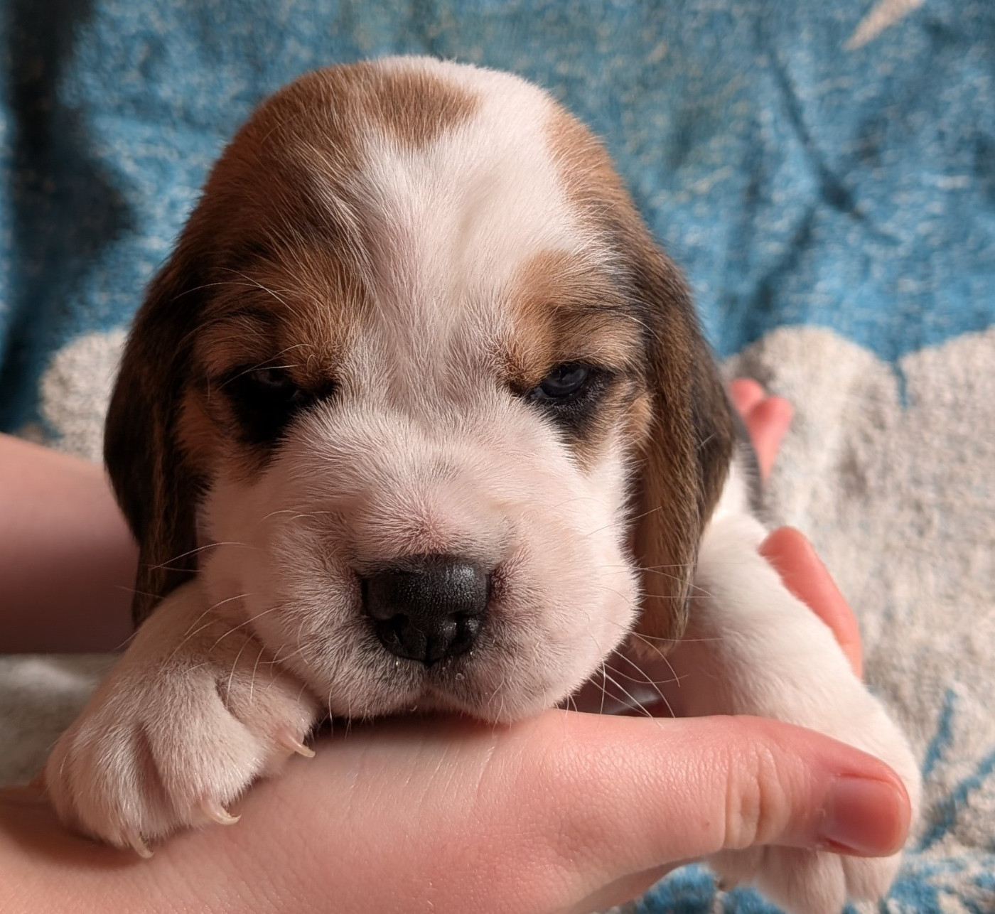 De La Griffe D'Althédo - Chiots disponibles - Beagle