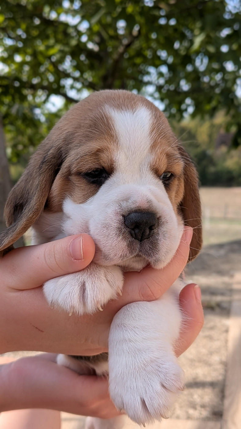 De La Griffe D'Althédo - Chiots disponibles - Beagle