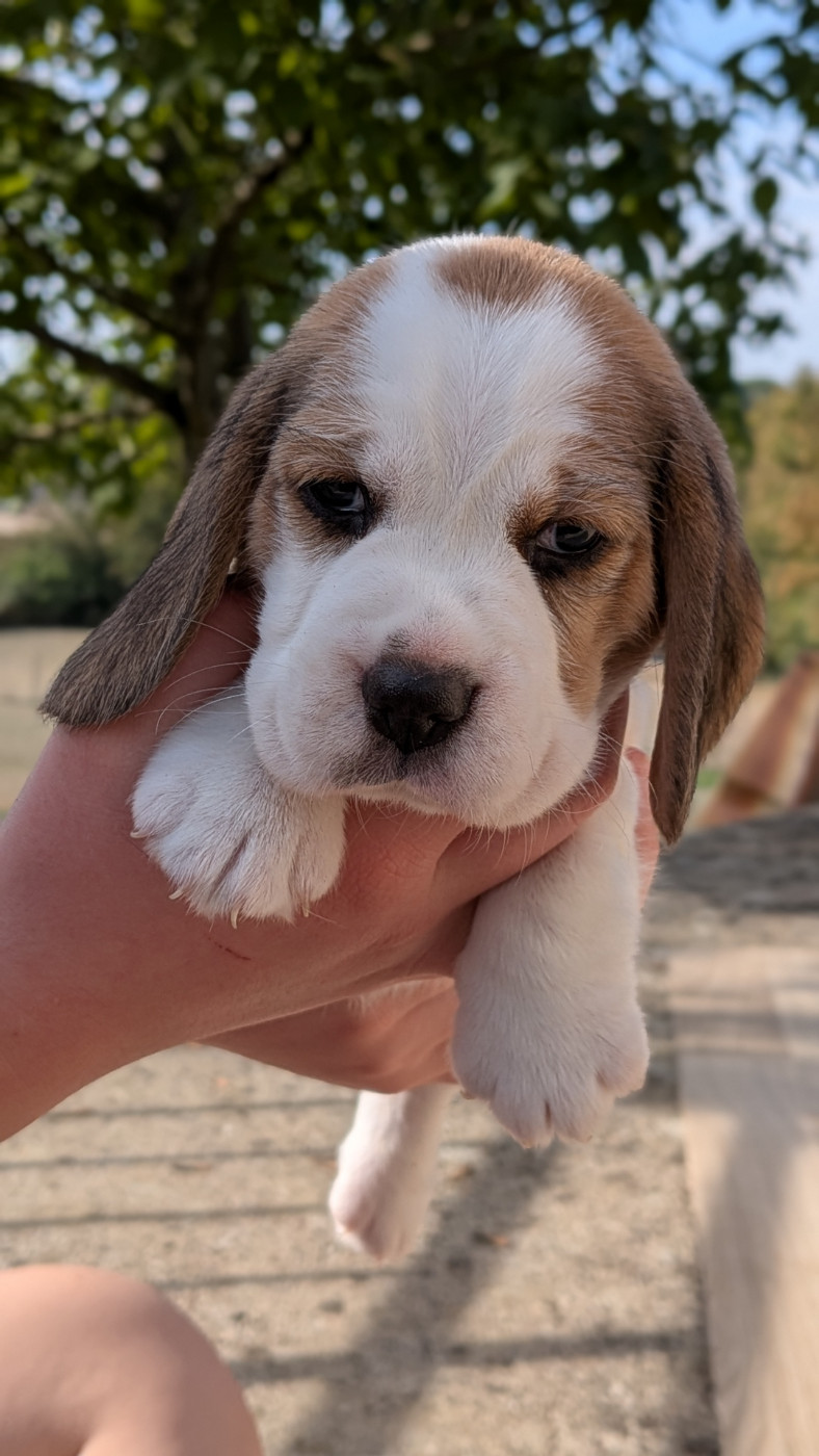De La Griffe D'Althédo - Chiots disponibles - Beagle