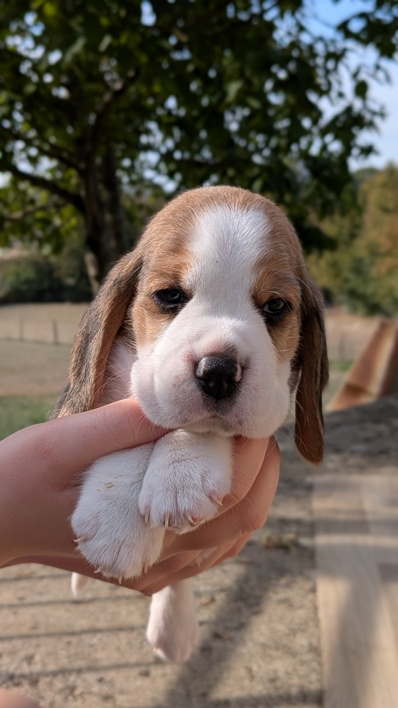 De La Griffe D'Althédo - Chiots disponibles - Beagle