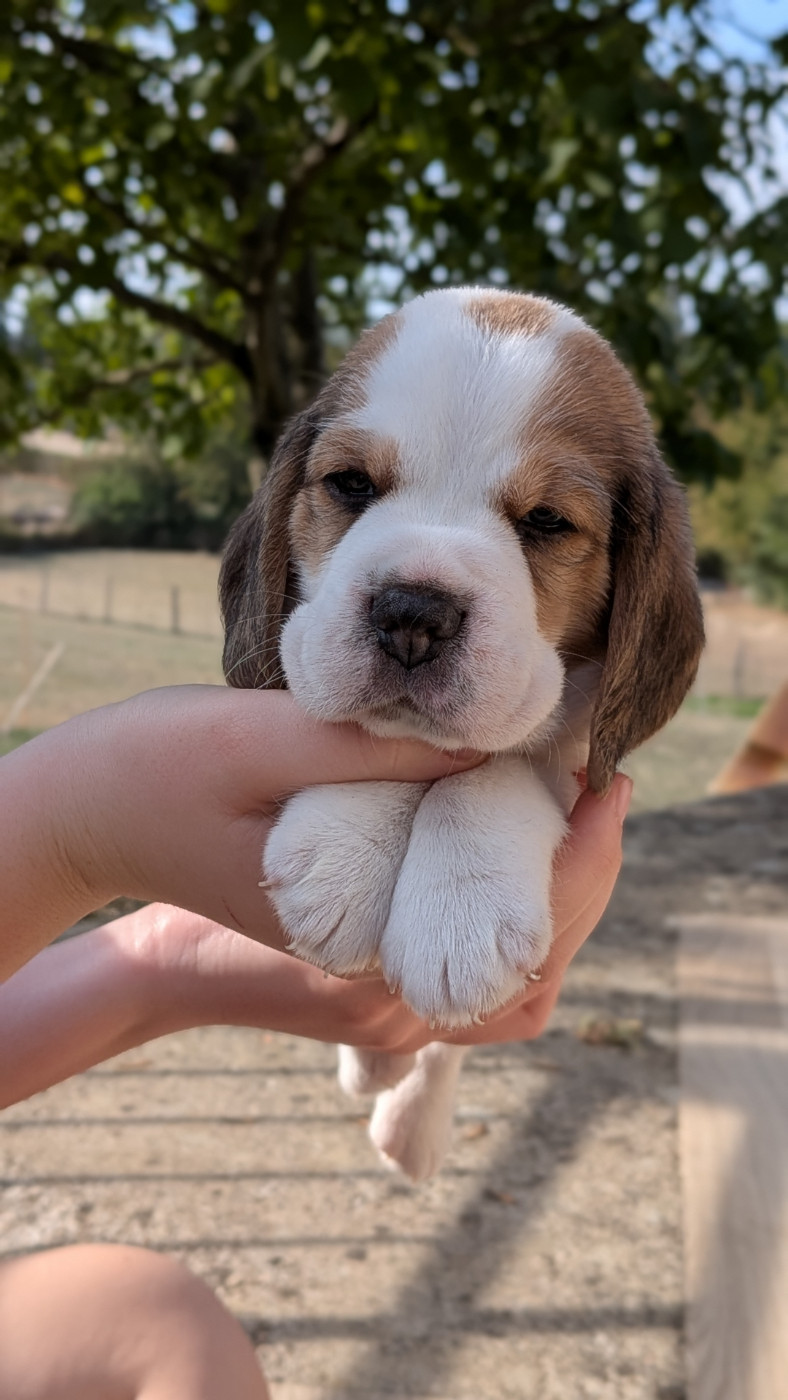De La Griffe D'Althédo - Chiots disponibles - Beagle