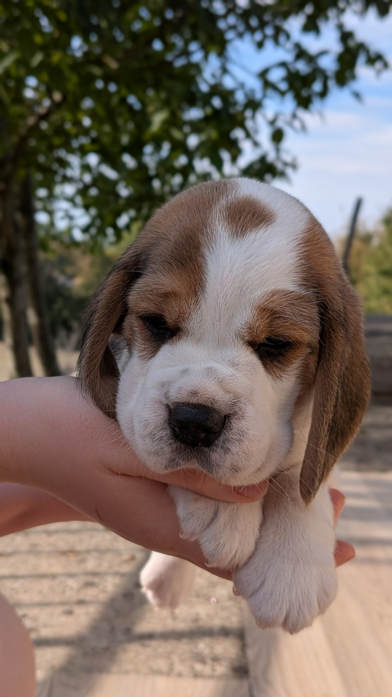 De La Griffe D'Althédo - Chiots disponibles - Beagle