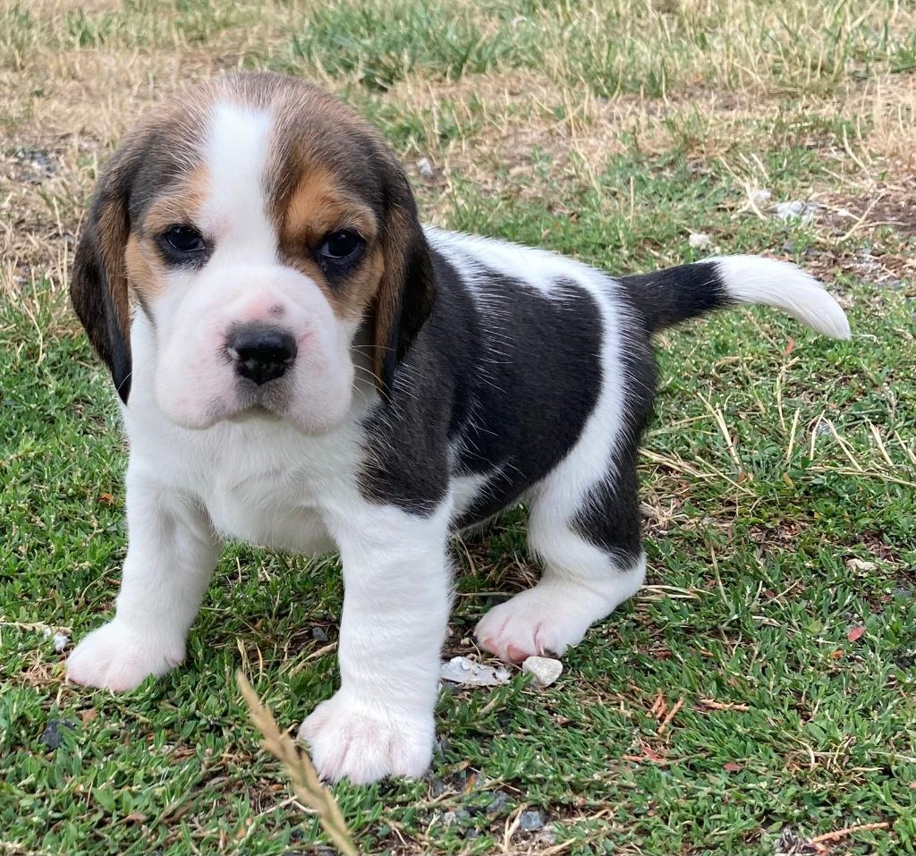 De La Griffe D'Althédo - Chiots disponibles - Beagle