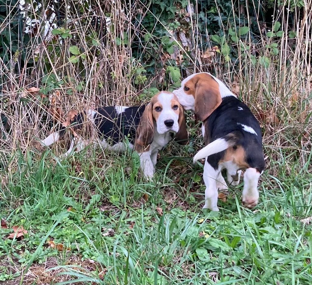 De La Griffe D'Althédo - Chiots disponibles - Beagle