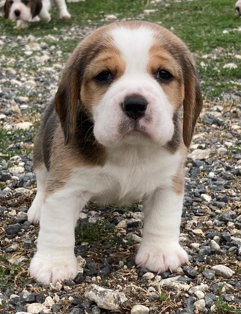 De La Griffe D'Althédo - Chiots disponibles - Beagle