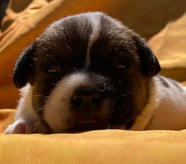 De La Griffe D'Althédo - Chiots disponibles - Jack Russell Terrier