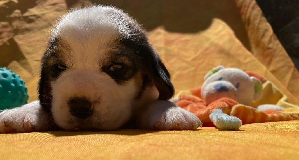 De La Griffe D'Althédo - Chiots disponibles - Beagle