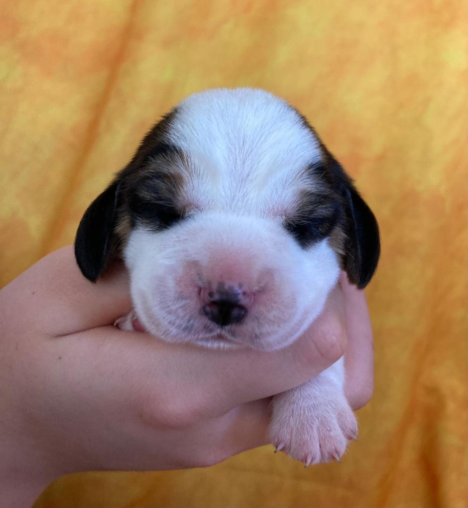 De La Griffe D'Althédo - Chiots disponibles - Beagle