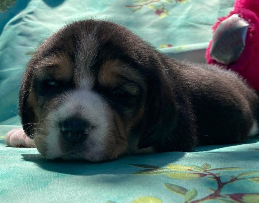De La Griffe D'Althédo - Chiots disponibles - Beagle