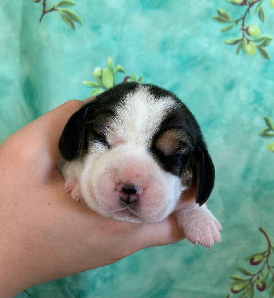 De La Griffe D'Althédo - Chiots disponibles - Beagle