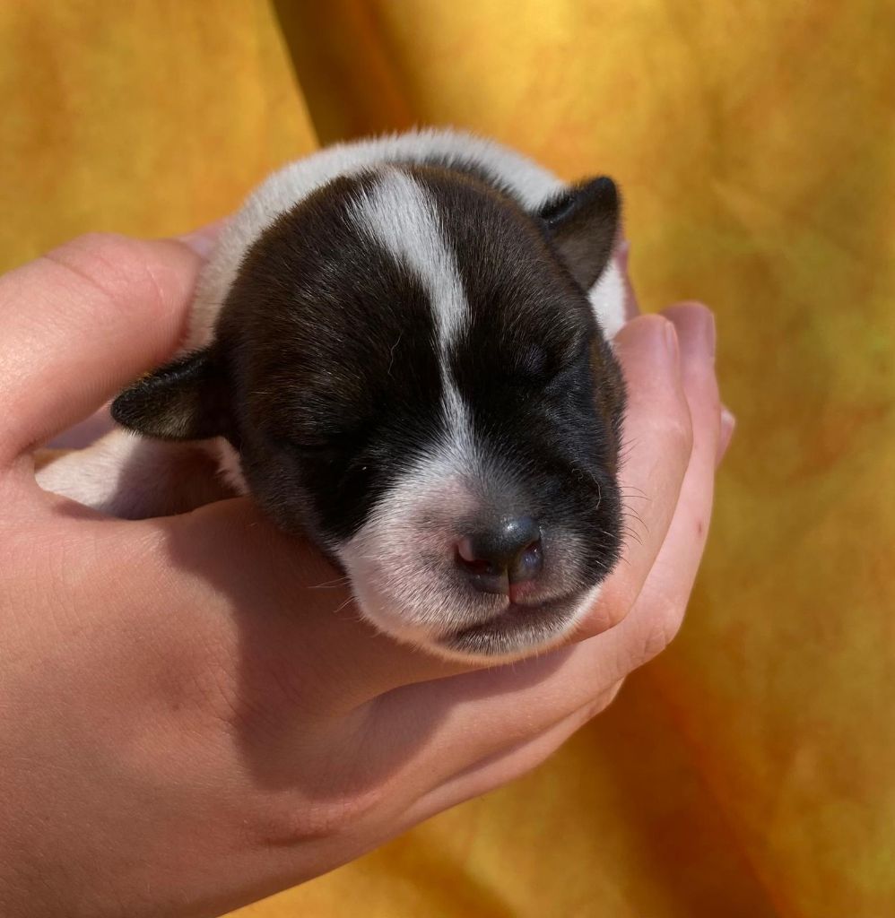 De La Griffe D'Althédo - Chiots disponibles - Jack Russell Terrier