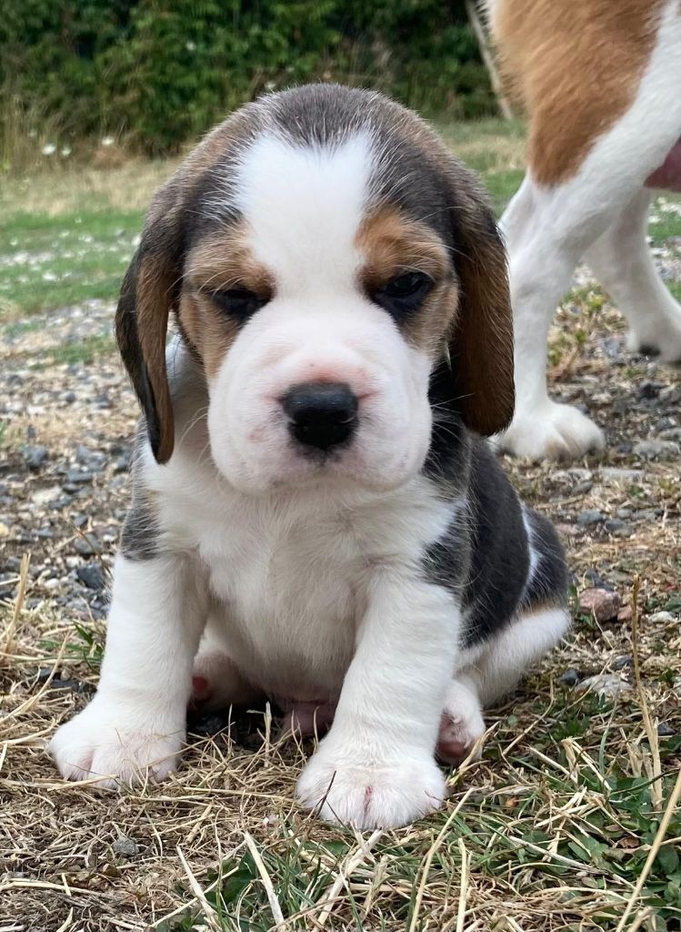 De La Griffe D'Althédo - Chiots disponibles - Beagle