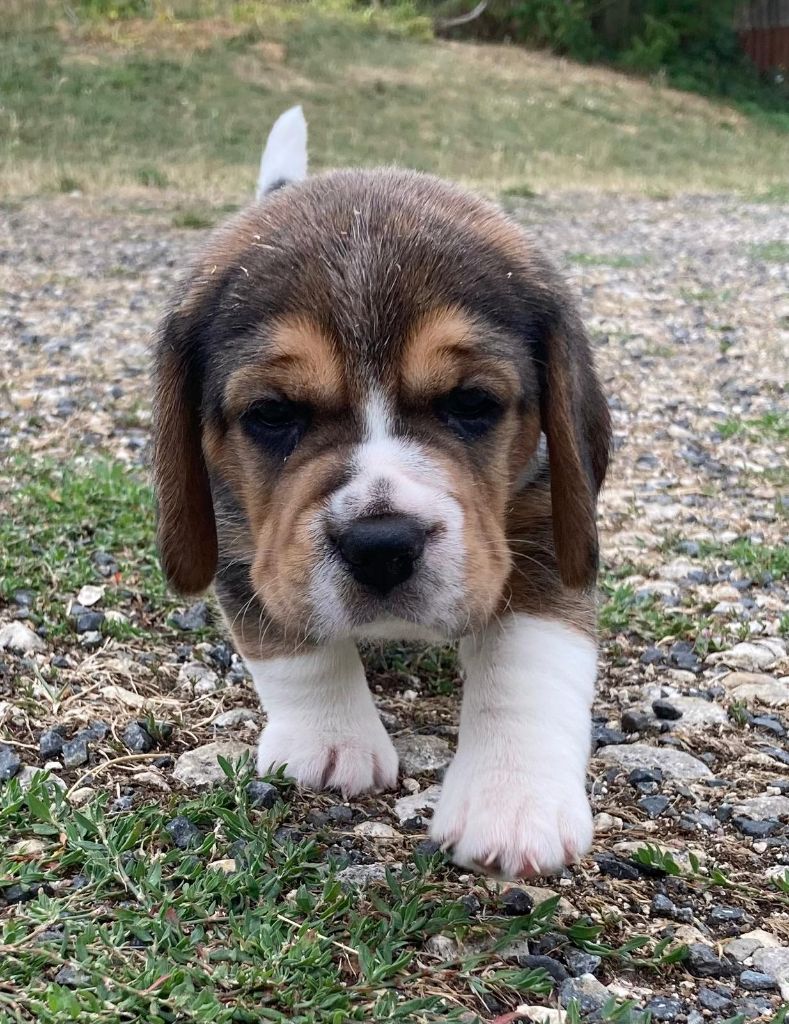 De La Griffe D'Althédo - Chiots disponibles - Beagle