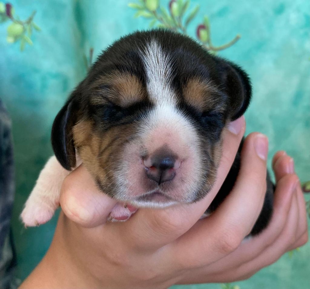 De La Griffe D'Althédo - Chiots disponibles - Beagle
