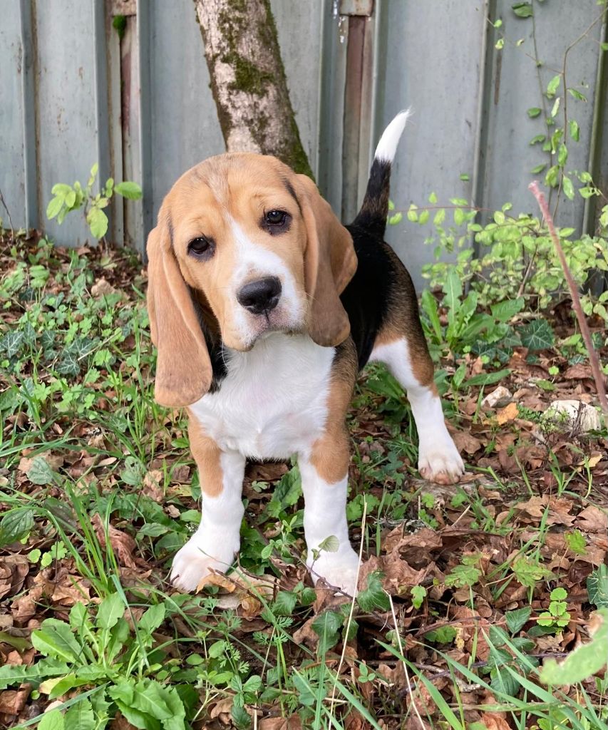 De La Griffe D'Althédo - Chiots disponibles - Beagle