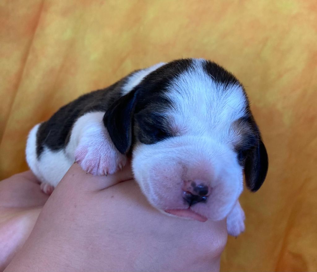 De La Griffe D'Althédo - Chiots disponibles - Beagle