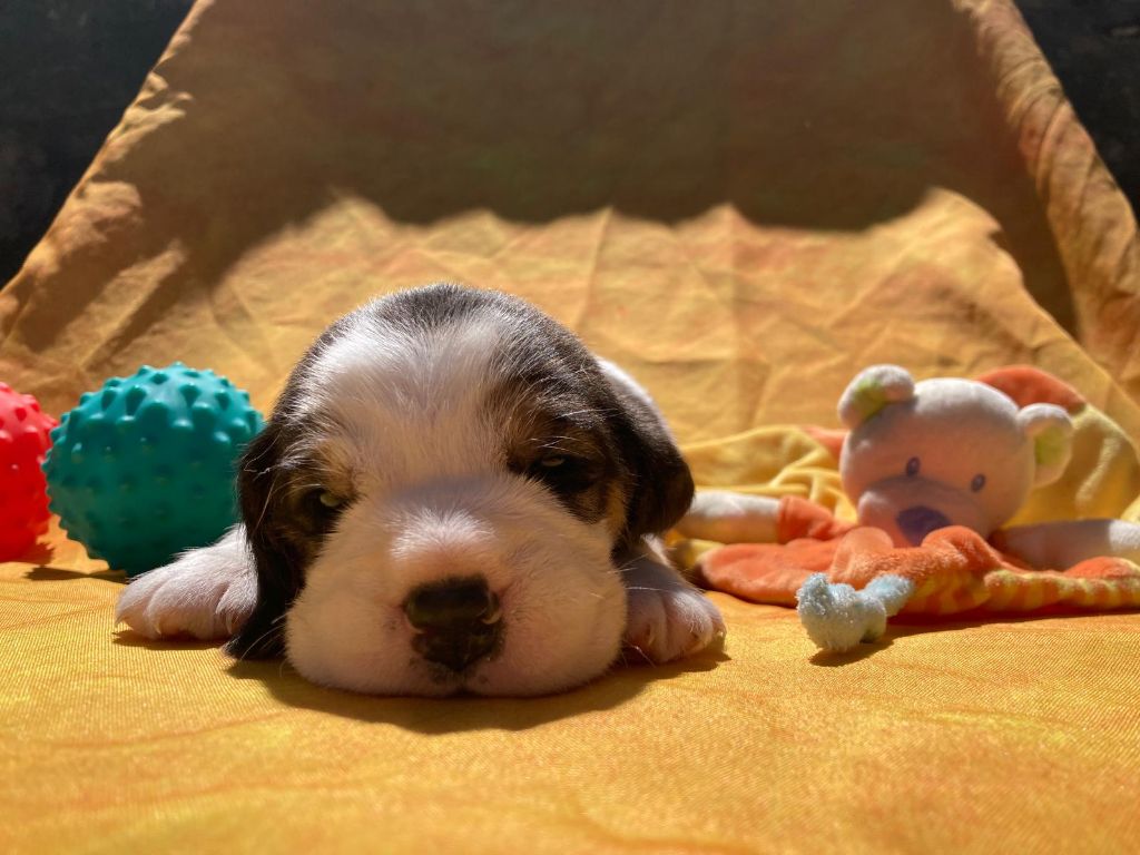 De La Griffe D'Althédo - Chiots disponibles - Beagle