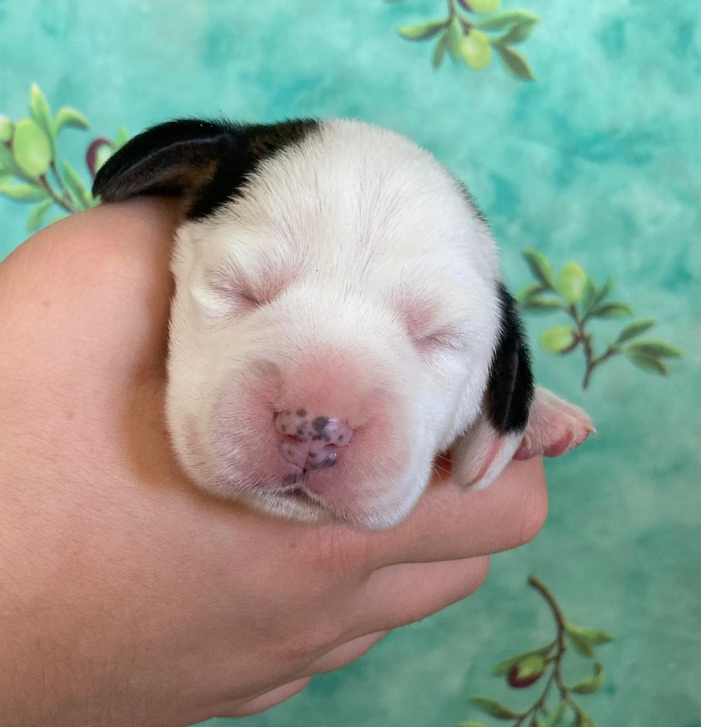 De La Griffe D'Althédo - Chiots disponibles - Beagle