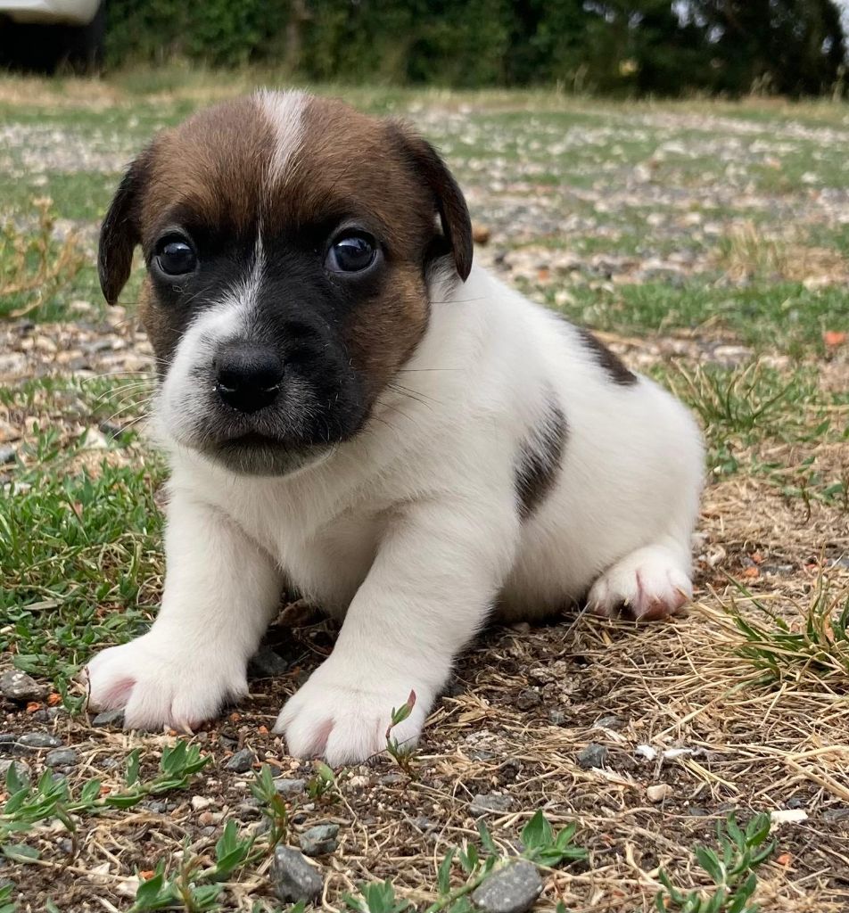 De La Griffe D'Althédo - Chiots disponibles - Jack Russell Terrier