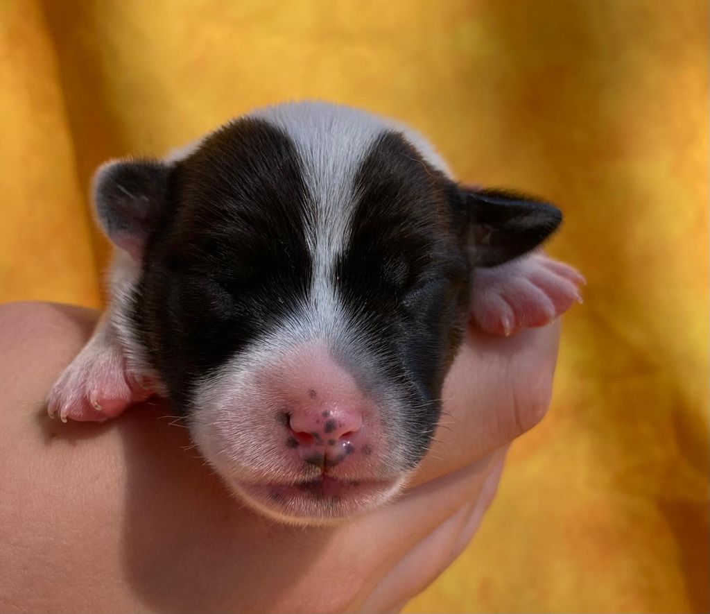 De La Griffe D'Althédo - Chiots disponibles - Jack Russell Terrier