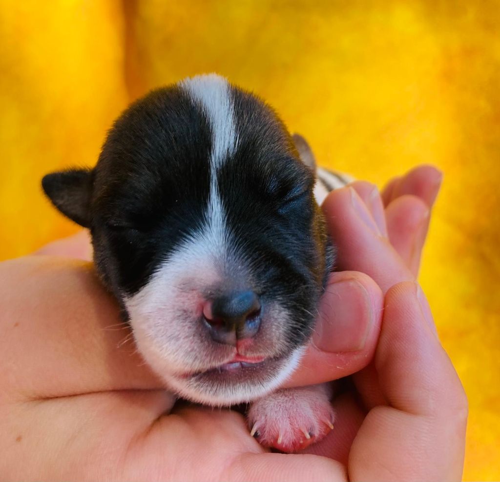 De La Griffe D'Althédo - Chiots disponibles - Jack Russell Terrier