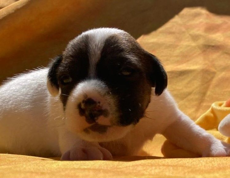 De La Griffe D'Althédo - Chiots disponibles - Jack Russell Terrier