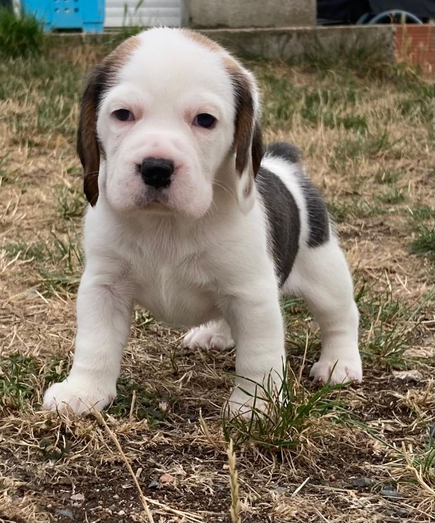 De La Griffe D'Althédo - Chiots disponibles - Beagle
