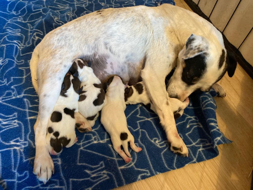 Chiot Jack Russell Terrier De La Griffe D'Althédo