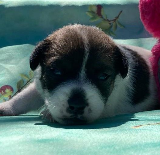 De La Griffe D'Althédo - Chiots disponibles - Jack Russell Terrier