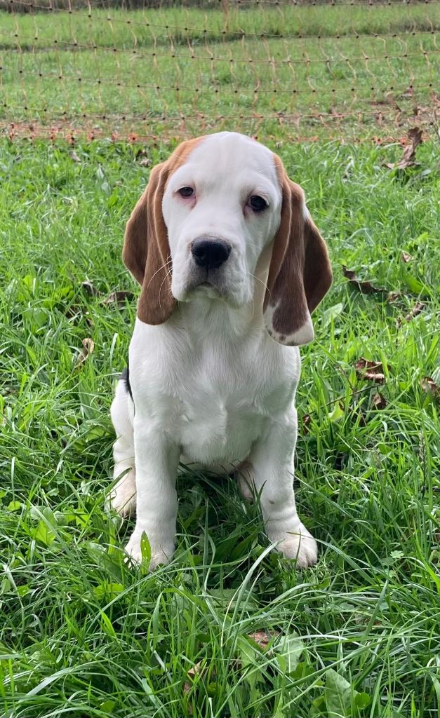 De La Griffe D'Althédo - Chiots disponibles - Beagle