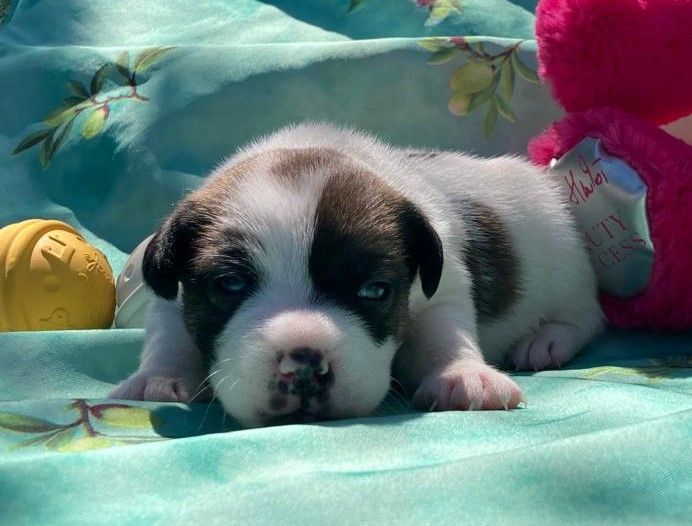 De La Griffe D'Althédo - Chiots disponibles - Jack Russell Terrier