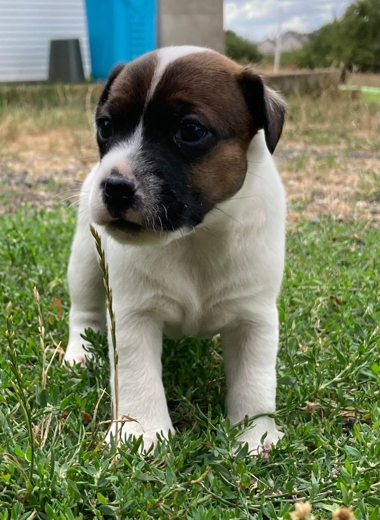 De La Griffe D'Althédo - Chiots disponibles - Jack Russell Terrier