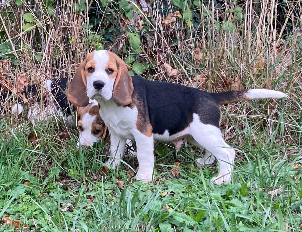 De La Griffe D'Althédo - Chiots disponibles - Beagle
