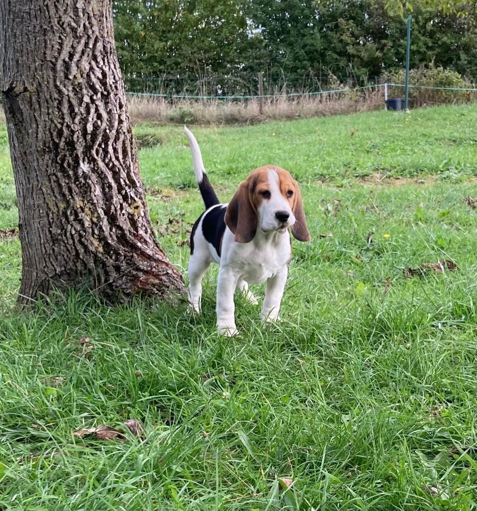De La Griffe D'Althédo - Chiots disponibles - Beagle