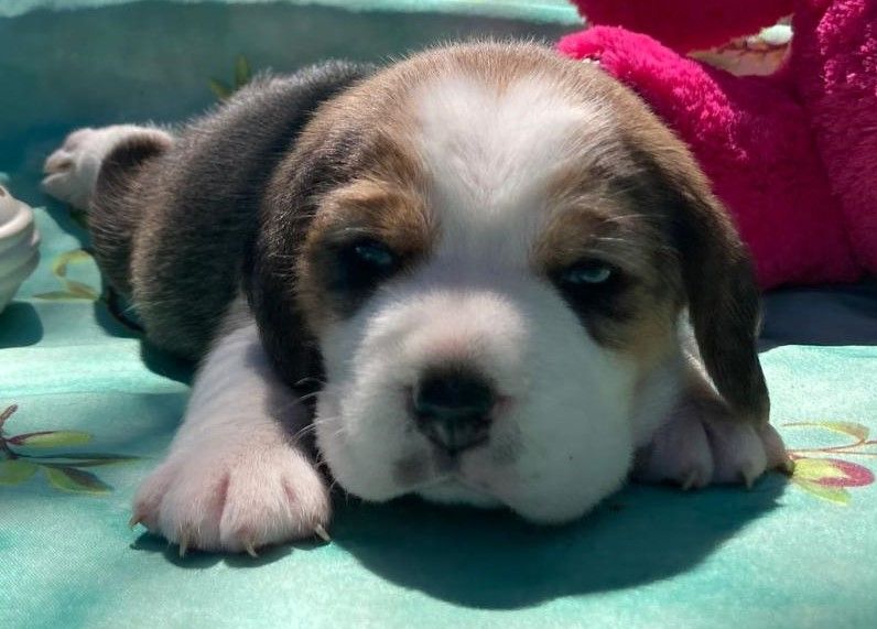 De La Griffe D'Althédo - Chiots disponibles - Beagle